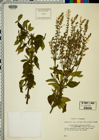 Scutellaria incana image