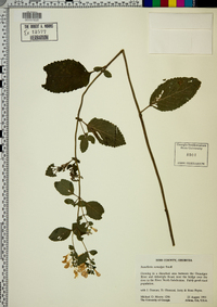 Scutellaria ocmulgee image