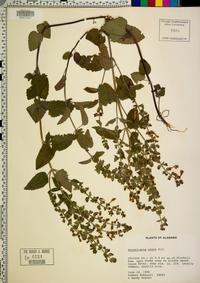 Scutellaria ovata image