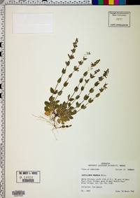 Scutellaria parvula image