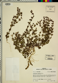 Scutellaria parvula image