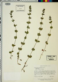 Scutellaria parvula image