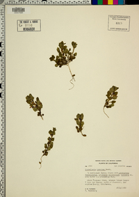 Scutellaria tuberosa image