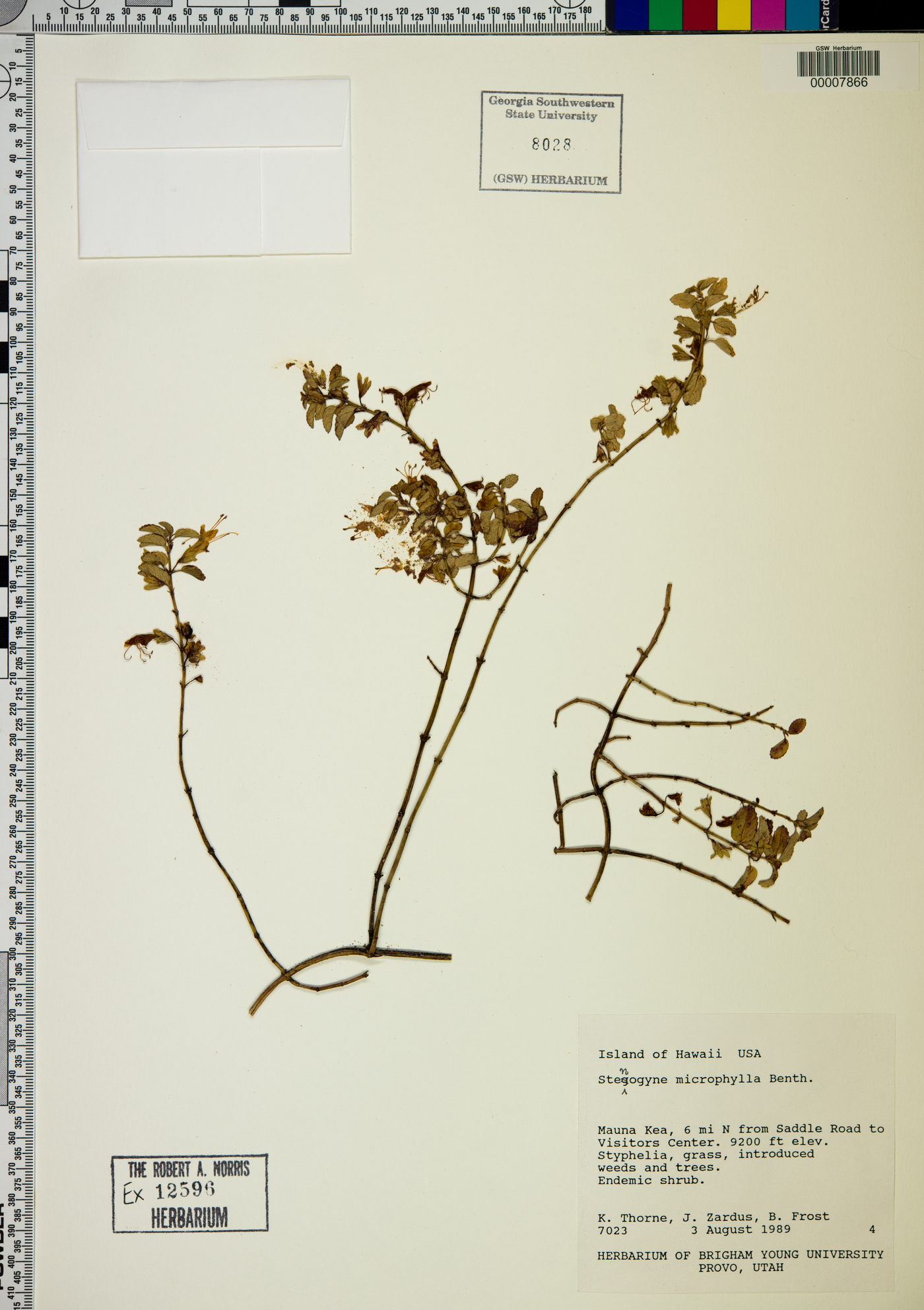 Stenogyne microphylla image