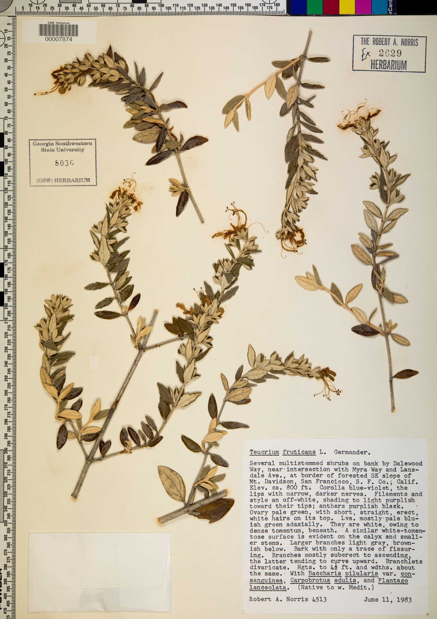 Teucrium fruticans image