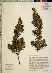 Westringia fruticosa image