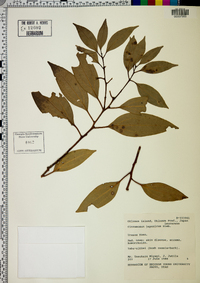 Cinnamomum yabunikkei image