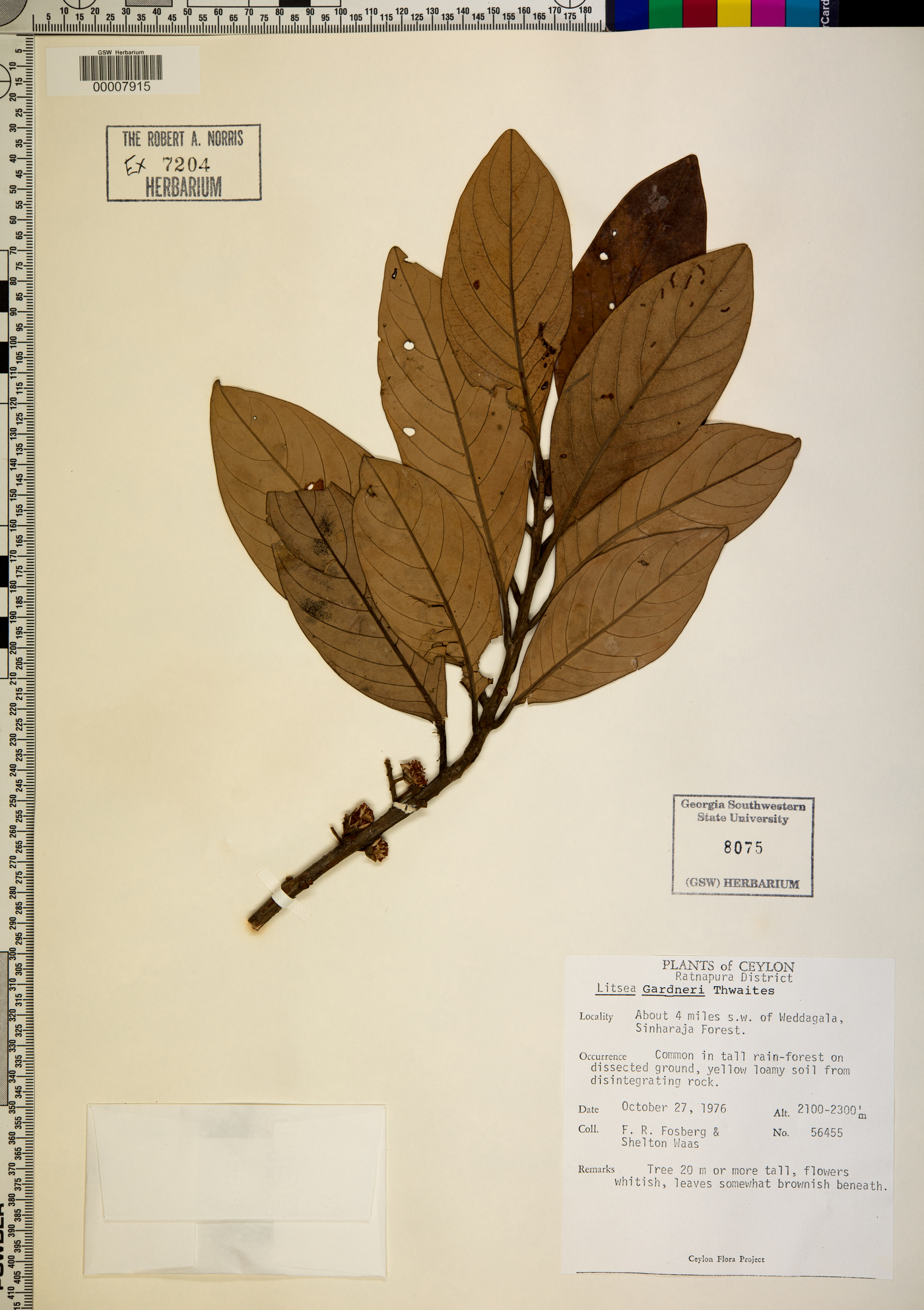 Litsea gardneri image