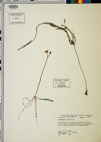 Utricularia gibba image