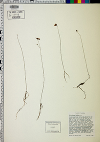 Utricularia gibba image