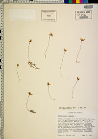 Utricularia gibba image