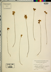 Utricularia cornuta image