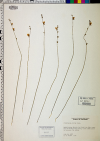 Utricularia juncea image