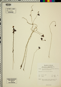 Utricularia reticulata image