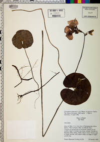Utricularia reniformis image