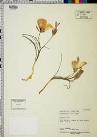 Calochortus aureus image