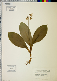 Clintonia borealis image