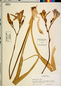 Hemerocallis fulva image