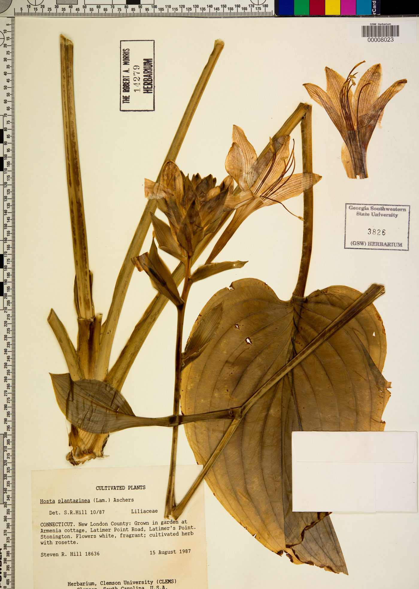 Hosta plantaginea image