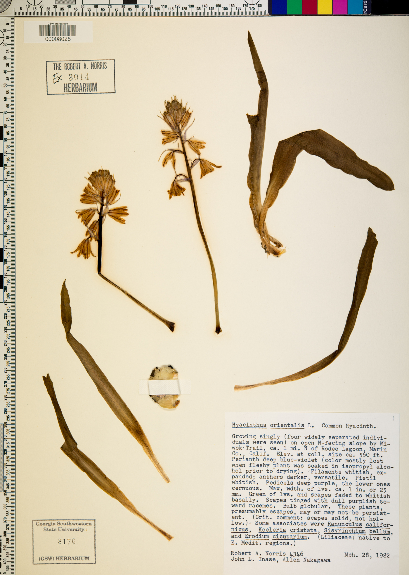 Hyacinthus orientalis image