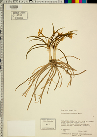 Leucocrinum montanum image