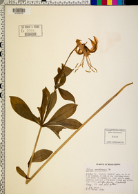 Lilium michauxii image