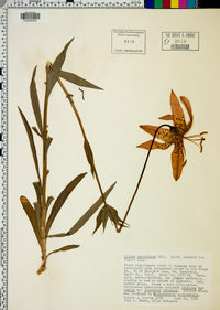 Lilium pardalinum image