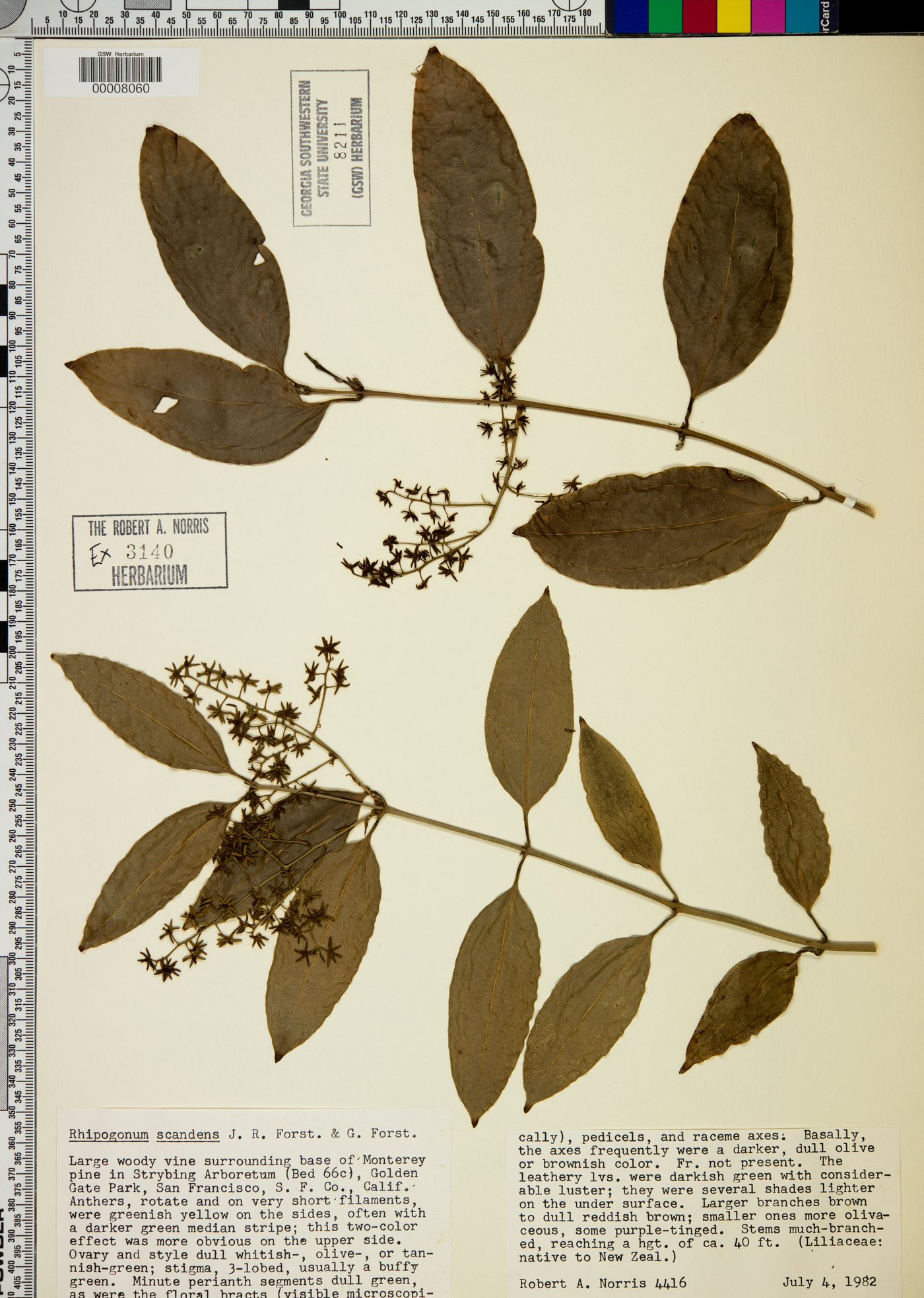 Rhipogonaceae image