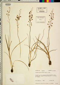 Schoenolirion croceum image