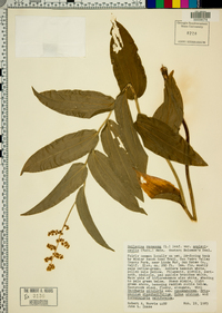 Maianthemum racemosum subsp. amplexicaule image