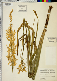 Stenanthium gramineum image