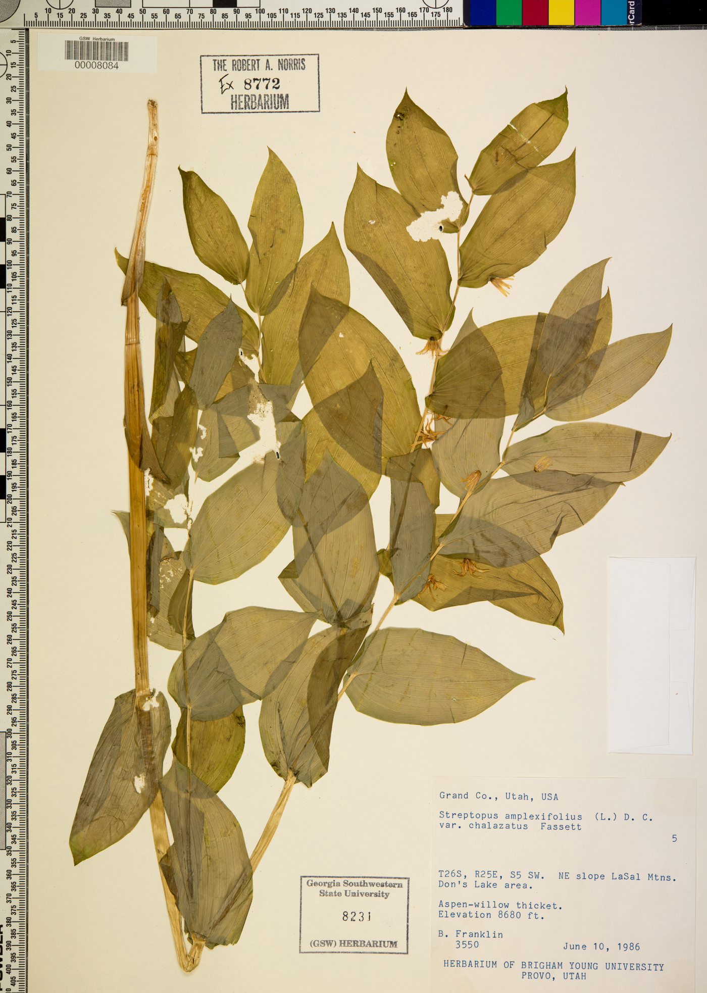 Streptopus amplexifolius var. chalazatus image