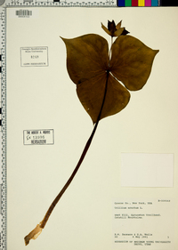 Trillium erectum image