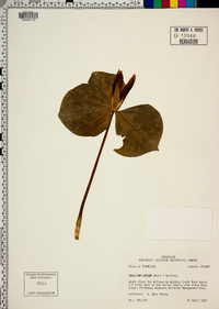 Trillium luteum image