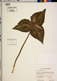 Trillium maculatum image