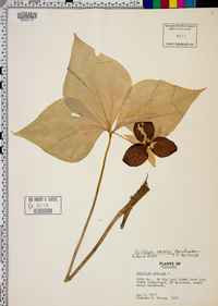 Trillium erectum image