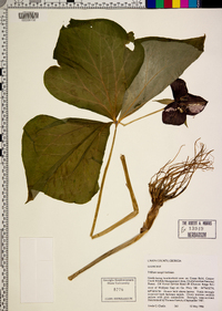 Trillium vaseyi image