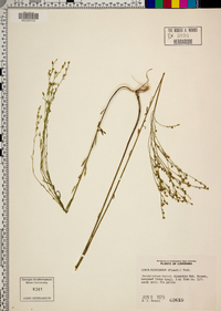 Linum floridanum image