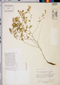 Mentzelia multicaulis var. librina image