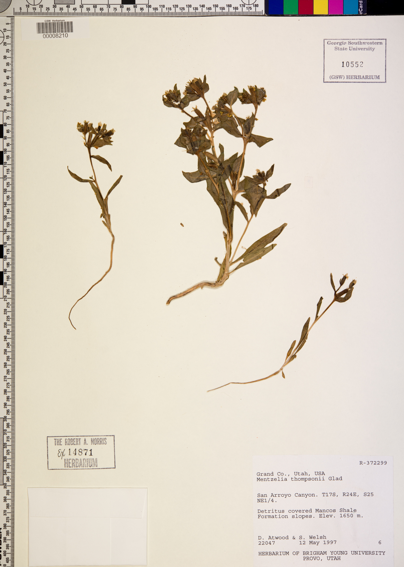 Mentzelia thompsonii image