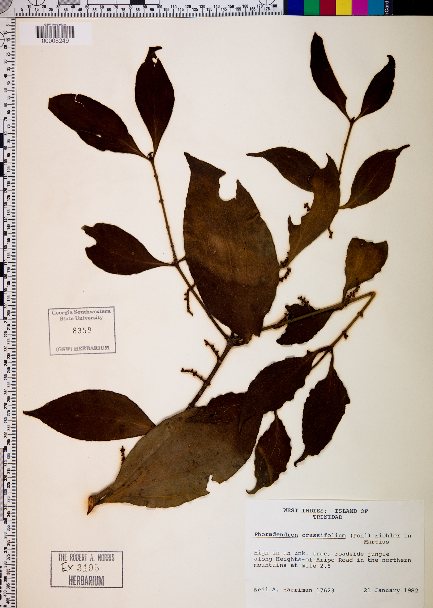 Phoradendron crassifolium image