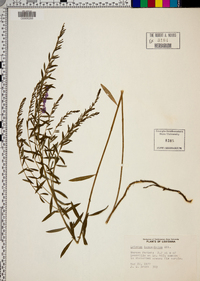 Lythrum lanceolatum image