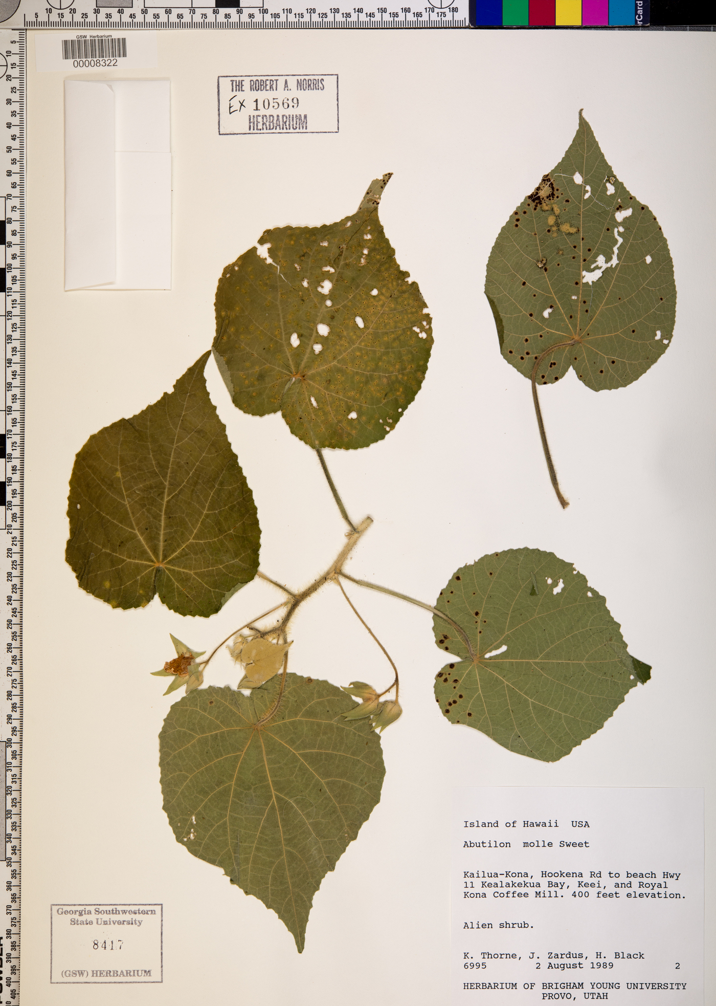 Abutilon anglosomaliae image