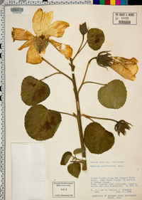 Hibiscus lasiocarpos image