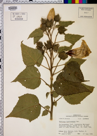 Hibiscus lasiocarpos image