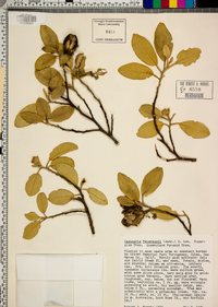 Lagunaria patersonii image