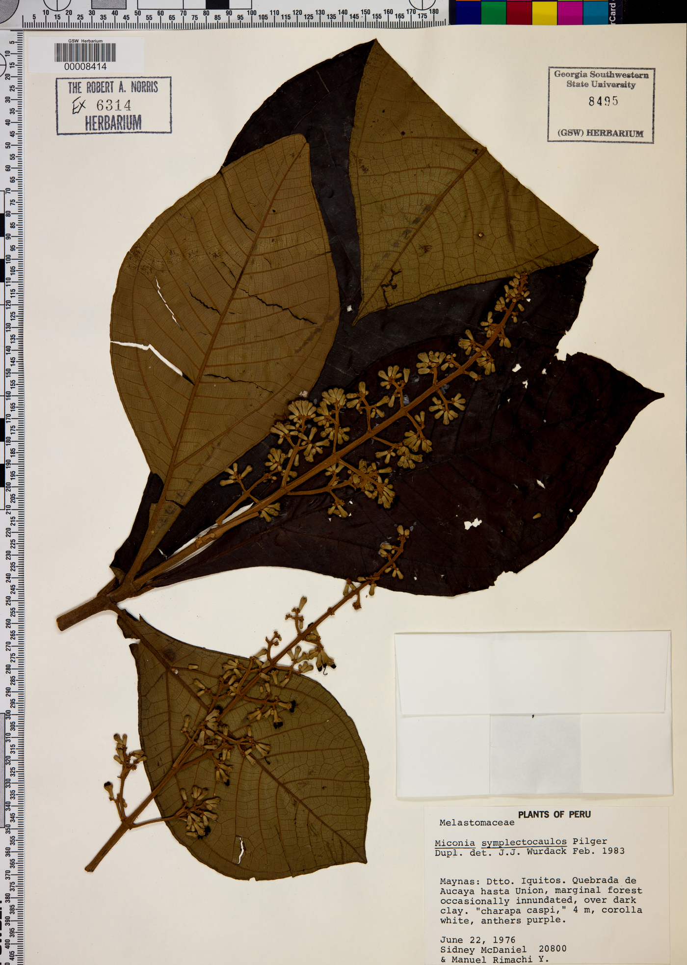 Miconia symplectocaulos image