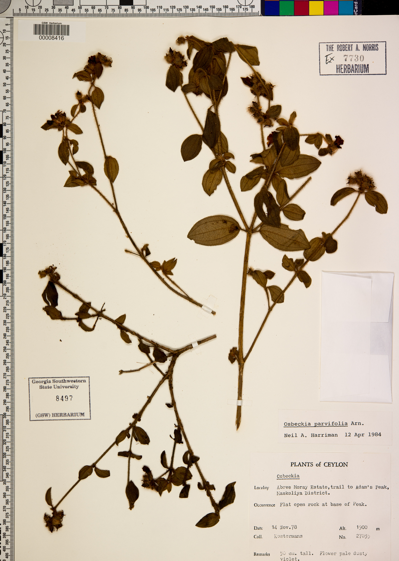 Osbeckia parvifolia image