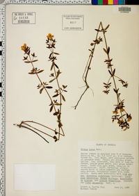 Rhexia lutea image