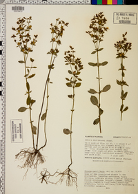 Rhexia parviflora image